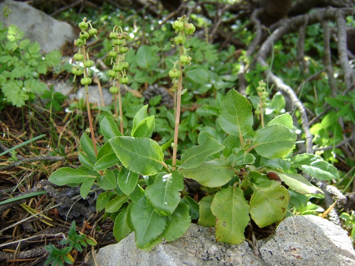Orthilia secunda / Piroletta pendula
